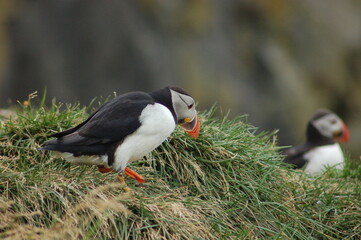 puffin