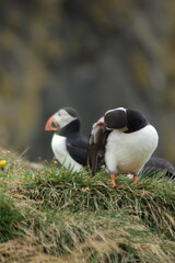 puffin