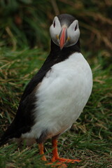 Naklejka premium puffin