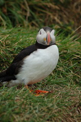 puffin