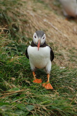 puffin