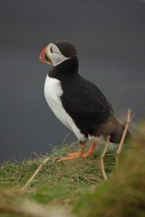 puffin