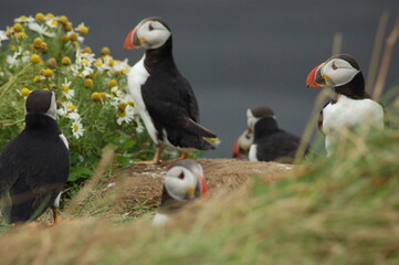 puffin