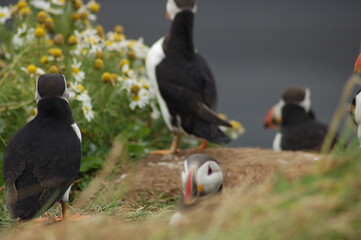 puffin