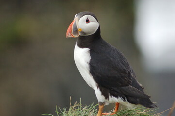 puffin