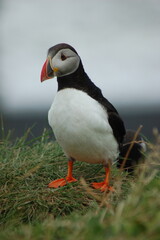 puffin