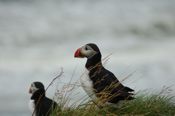 puffin