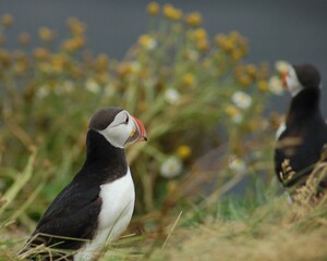 puffin