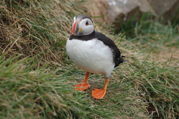 puffin