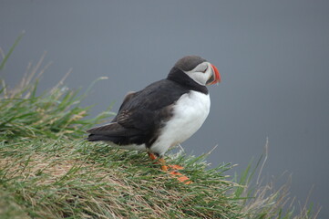 puffin