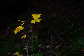 Tiny Maple Tree