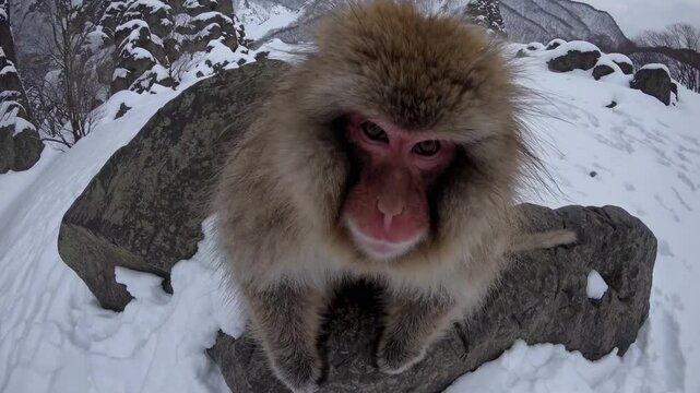 Snow monkey on snowy rock