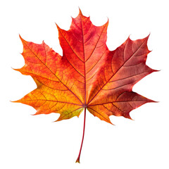 Obraz premium Vibrant Autumn Maple Leaf Isolated on a transparent background
