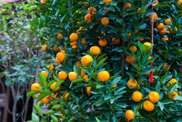 Kumquat tree with ripe fruits in a lush green environment