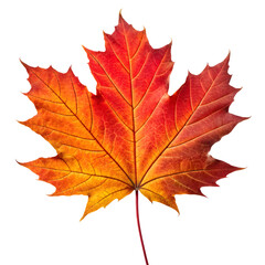 Fototapeta premium Vibrant Autumn Maple Leaf Isolated on a transparent background