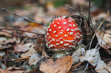 Amanita muscaria - fly agaric or fly amanita in forest in area of Lochow town, Masovia region of...