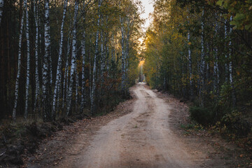 Evening view of a road in forest in area of Lochow town, Masovia region of Poland