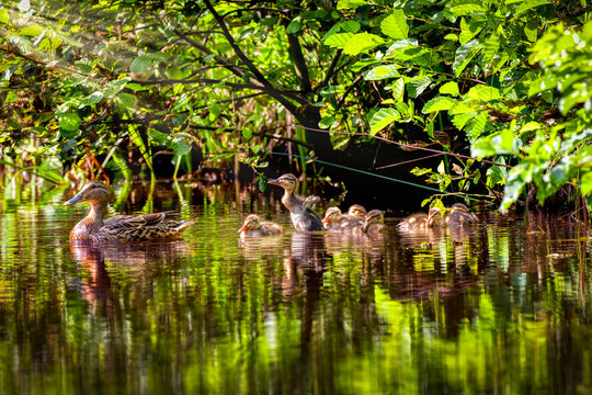 Duck family sunbathing on a small pond in the Palatinate Forest