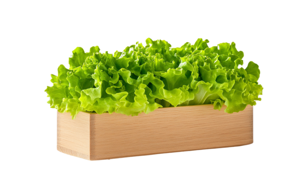 Fresh green lettuce in a wooden box, white isolated background
