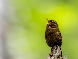 森の中で枯れ木に留まってさえずっているミソサザイ