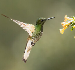 Birds Photos © Santiago