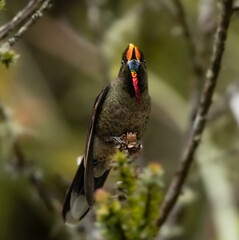Birds Photos © Santiago