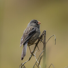 Birds Photos