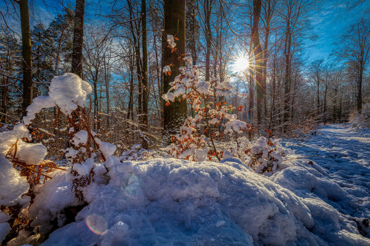 snowy winter landscape in the morning sunrise with icy forest path.