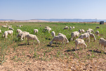 Sheep grazing in sunny Castilla-La Mancha during summer