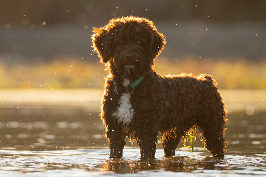 A dog enjoying a sunny moment in a tranquil river