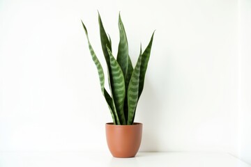 Indoor plant decoration featuring a tall snake plant in a terracotta pot against a white backdrop