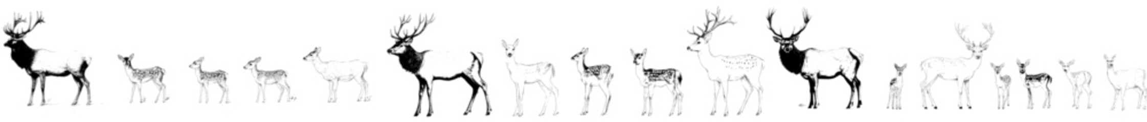 An isolated deer set illustration in ink sketch, featuring a northern reindeer with a stag silhouette against the background
