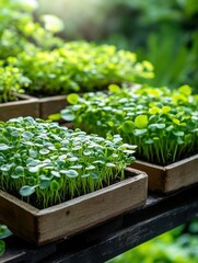 Vibrant seedlings growing in wooden trays in a sunlit garden.