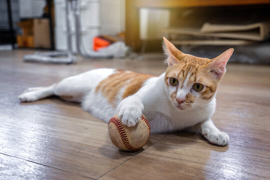 Cats are lie down playing. Orange and white tabby cat with an old baseball toy on the floor in home with a warm atmosphere.