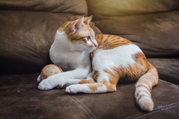 Cats are lie down playing. Orange and white tabby cat with an old baseball toy on the brown sofa with a warm atmosphere in home.