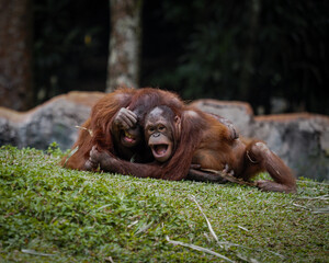 Orangutan cubs playing on the ground