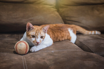 Cats are lie down playing. Orange and white tabby cat with an old baseball toy on the brown sofa with a warm atmosphere in home.