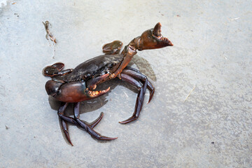 Orange Serrated Mud Crab - Scylla olivacea. alive giant black crab male raises its claws and is ready to fight to protect itself in nature mangrove forests of Thailand.