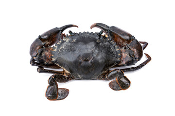 Orange Serrated Mud Crab - Scylla olivacea. Top of giant black crab male isolated on white background.