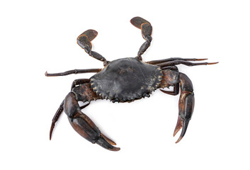 Orange Serrated Mud Crab - Scylla olivacea. Top of giant black crab male walking away isolated on white background.