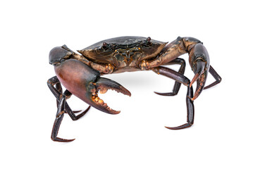 Orange Serrated Mud Crab - Scylla olivacea. Live giant black crab male from mangroves walking away...