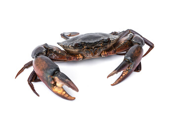 Orange Serrated Mud Crab - Scylla olivacea. Live giant black crab male from mangroves in Thailand...