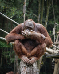 Borneo orangutan picking his nose