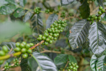 Raw Indonesia arabica coffee beans in coffee plantation. west java Indonesia coffee. Green Coffee Beans growing on tree