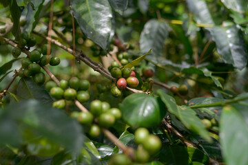 Raw Indonesia arabica coffee beans in coffee plantation. west java Indonesia coffee. Green Coffee Beans growing on tree