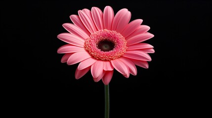 Gerbera Flower on White Background