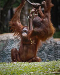 Borneo orangutan 