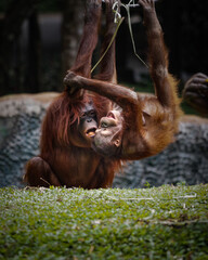 Borneo orangutans playing in the park