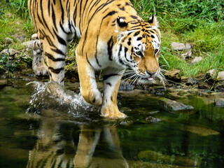 Naklejka premium tiger big beautiful cat comes to the pond to drink water