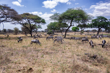 View of Tarangire National Park